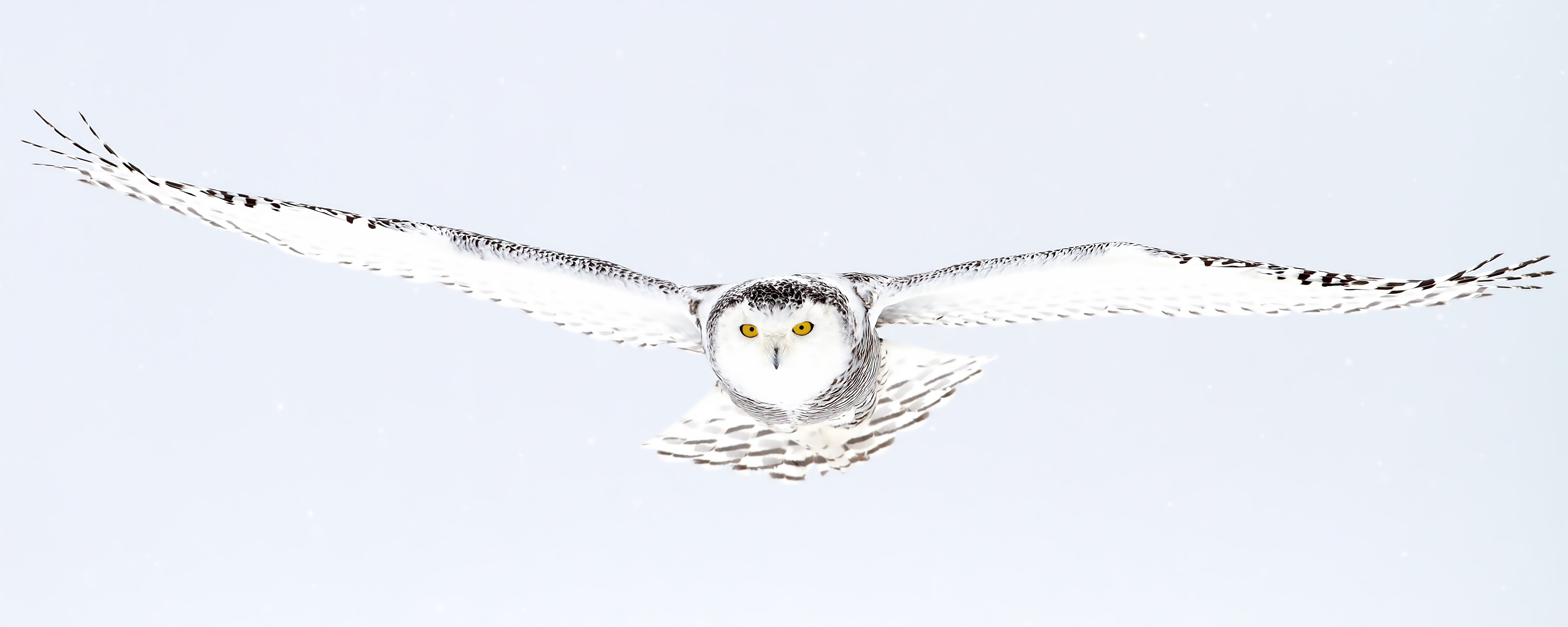 Agent Snowbird - Snowy Owl in Flight